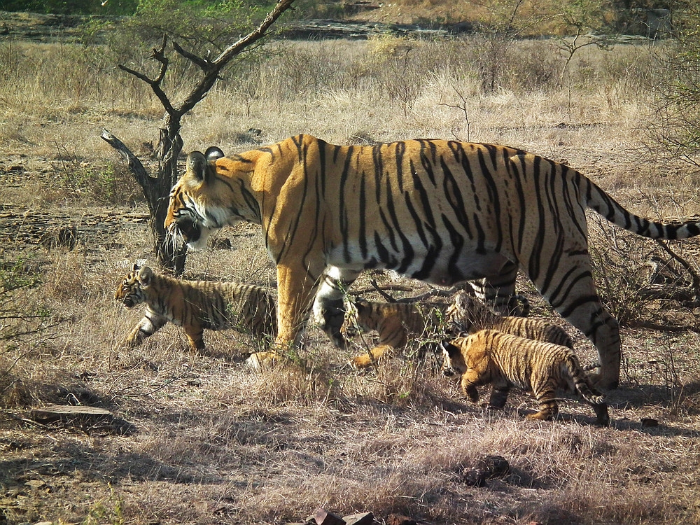 Tigress and cubs at Ranthambore Tiger Reserve
